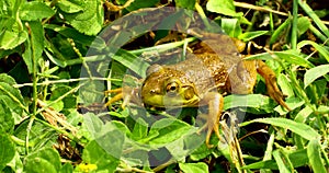Green frog up close in the grass