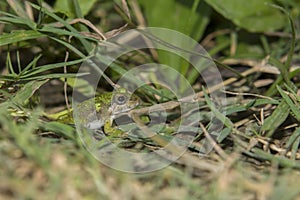 Green Frog up close in the grass, reflection in his eye. Sunny summer day