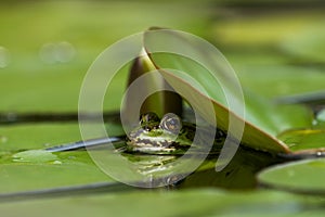 Green frog in the water