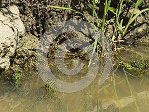 Green frog in water