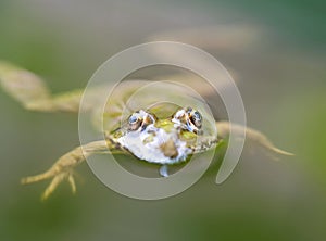 Green frog in water