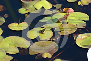 Green Frog on water lilies
