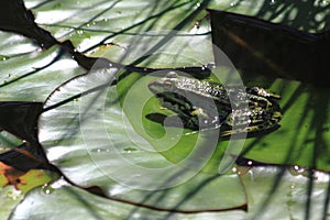 green frog on the water lilly leaf
