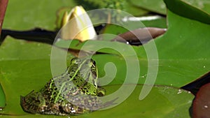 Green frog on water lily leaf