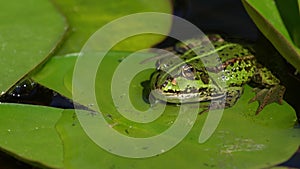 Green frog on water lily leaf