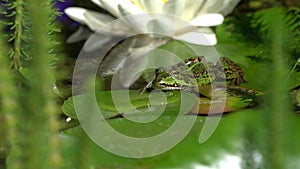 Green frog on water lily leaf