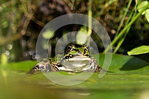 Green frog on water lily leaf