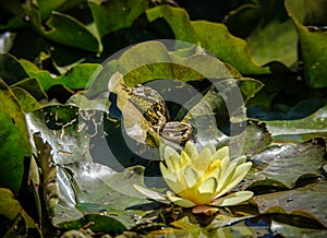 Green frog on a water lily leaf