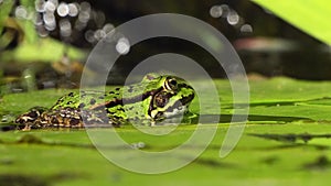 Green frog on water lily leaf