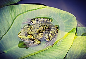 Green frog on leaf in pond