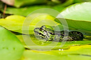 Green frog and water lily leaves