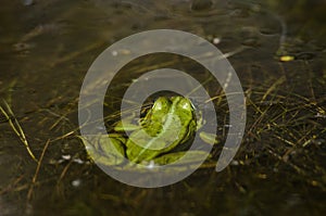 Green frog in the water photo