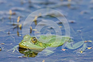 Green frog in the water photo