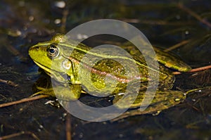 Green frog in the water photo