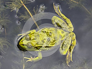 Green frog in water - water frog on the surface closeup