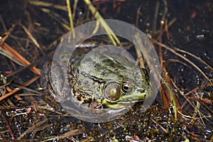 Green Frog in a Wet Quagmire and Wetland photo
