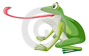 A green frog on white background