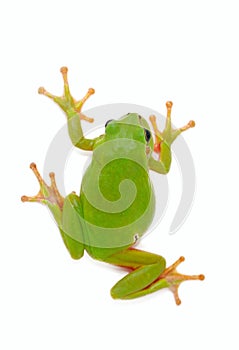 Green Frog on white background