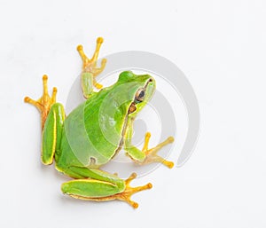 Green frog
