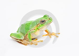 Green frog