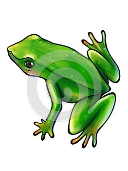 Green frog on white background