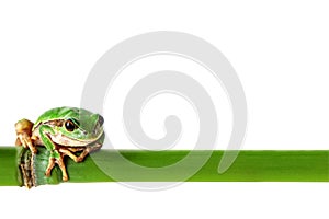 Green frog on white. Environmental concept with tree frog and green bamboo stick. Image included clipping path