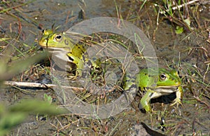 Green frogs
