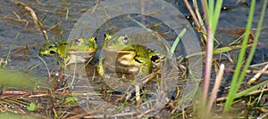 Green frogs