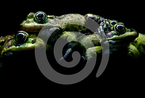 Green frogs on black