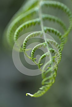 Green frond of fern unfurling, India.