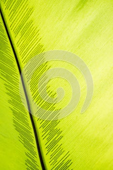 Green frond with spore lines