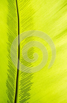 Green frond with spore lines