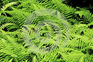 Green fronds of hay-scented fern in New Hampshire