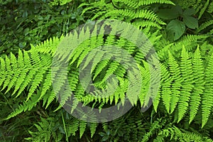 Green fronds of hayscented fern, Belding Preserve, Vernon, Connecticut.