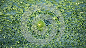 green frost bubbles on the water surface