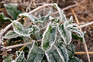 green frost leaves covered with frost