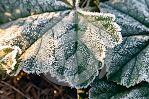 green frost leaves covered with frost