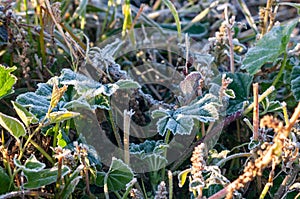 green frost leaves covered with frost