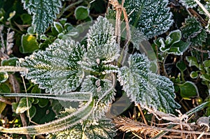 green frost leaves covered with frost