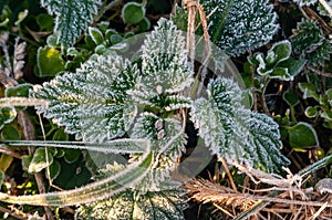 green frost leaves covered with frost