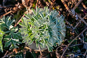 green frost leaves covered with frost