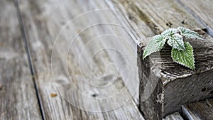 Green frost leaves at grunge brown and grey wooden background, village and country style photo