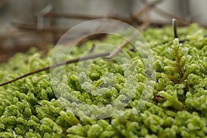 Green frosted bryophytes close up