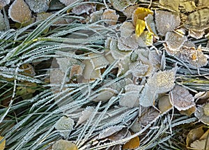 Green frozen grass and frozen leaves
