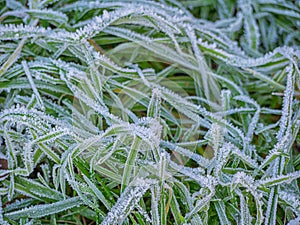 Green frozen grass in hoarfrost. Natural autumn background, wallpaper