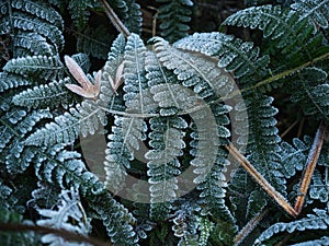 Green frozen leaves background. Green plant with frost or hoarfrost in early morning, close up