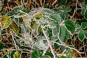 Green frozen leaves background symbolizing cold winter mornings.First frosts and frozen leaves. Branch covered with frosty rime.