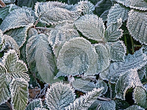 Green frozen leaves in hoarfrost. Natural autumn background, interior photo