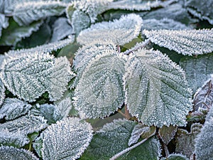 Green frozen leaves in hoarfrost. Natural background, wallpaper, interior photo