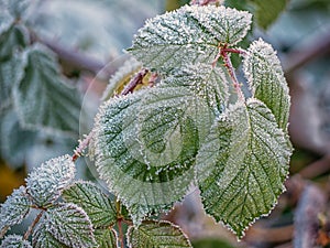Green frozen leaves in hoarfrost. Natural wallpaper, interior photo